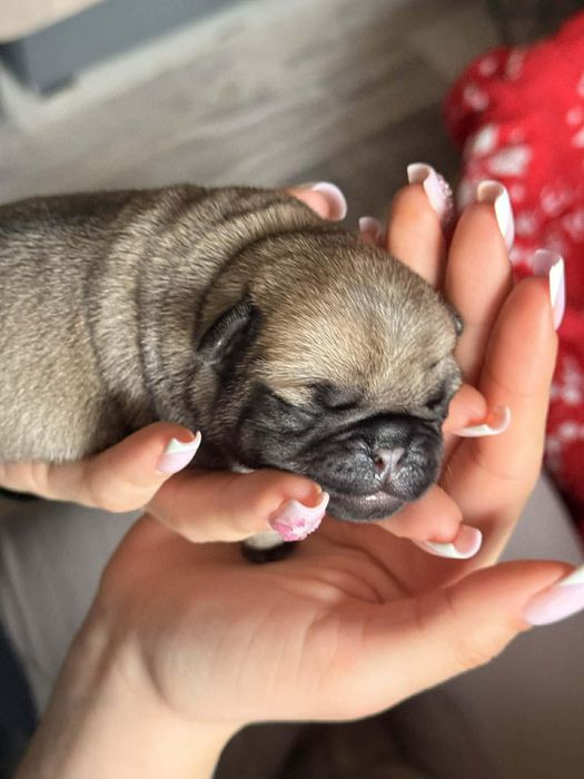 Mops pieseczek śliczny do rezerwacji