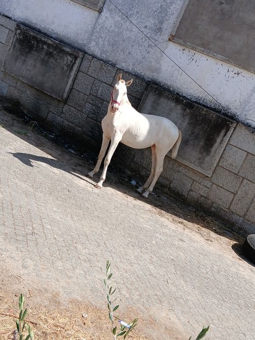 Vendo ou troco um poldro isabel