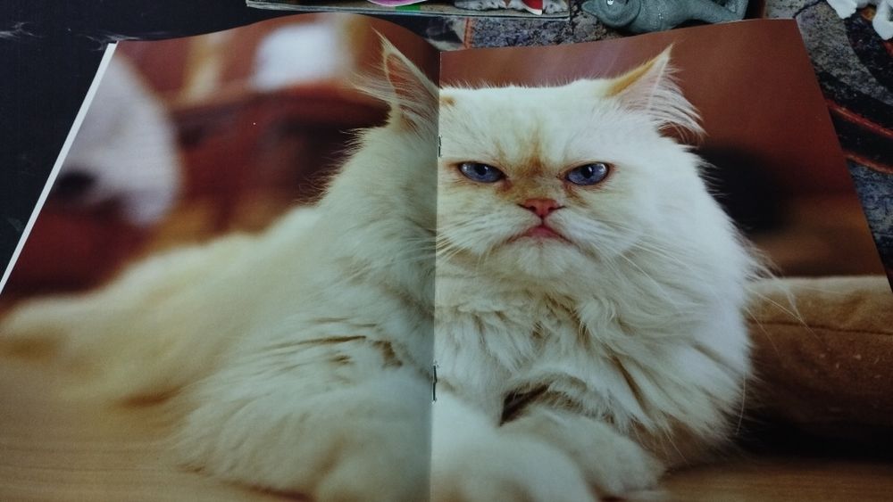 Rasy kotów - kolekcjonerskie