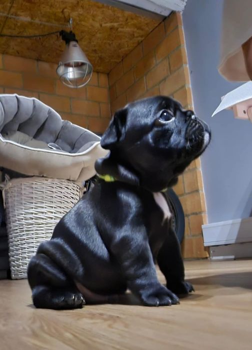 Bulldog Francês Macho