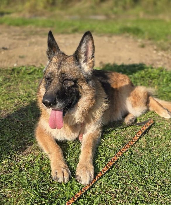 Mądra i łagodna suczka owczarka niemieckiego do adopcji