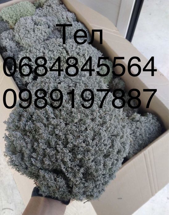 Лісовий мох, дикранум, ягель, сфагнум