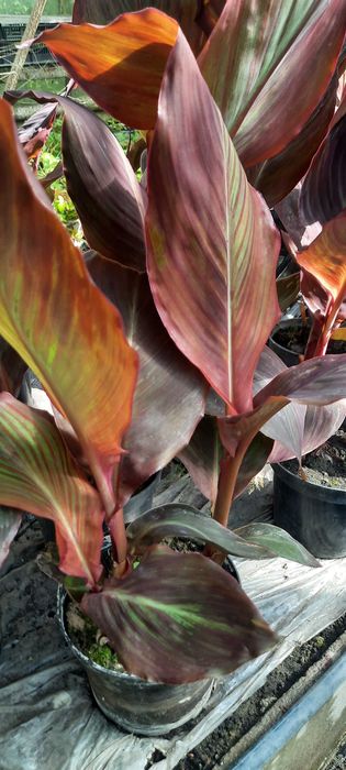 Kanna - kwiat pomarańczowy pełny, liście bordowe