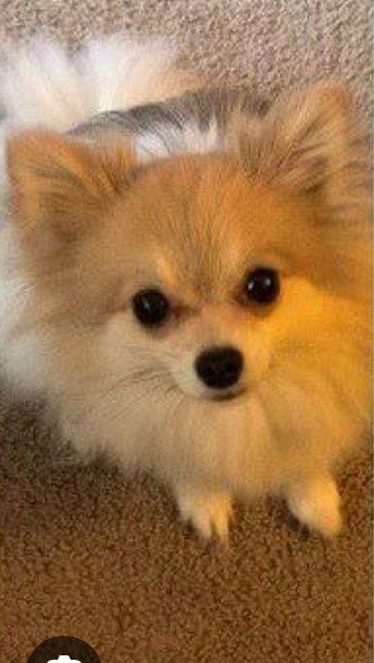 Дівчинка померанського шпіца лисичка