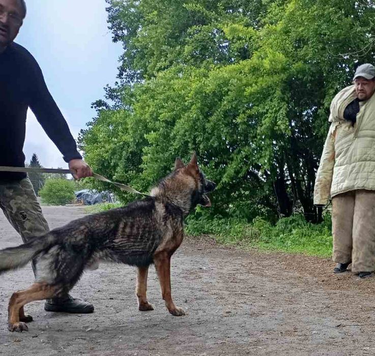 Німецька вівчарка.
