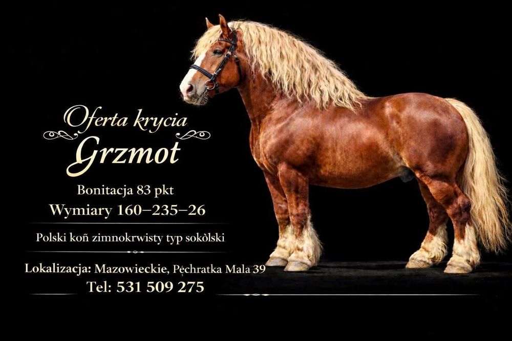 Sprzedam ogiera sokólskiego