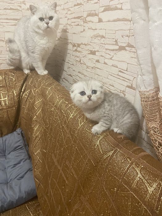 Шотландский Серебристый кот Вязка
