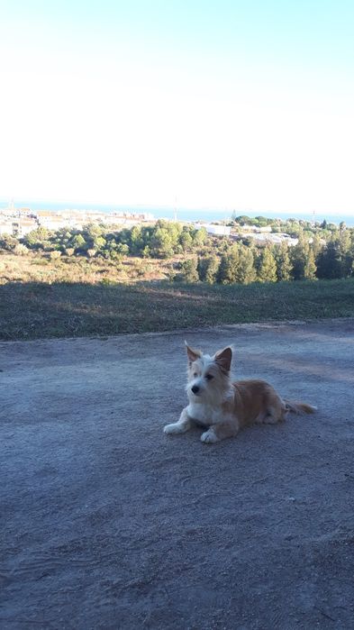 Dog walker - passeador de cães / Alverca e arredores / Queluz e arredores