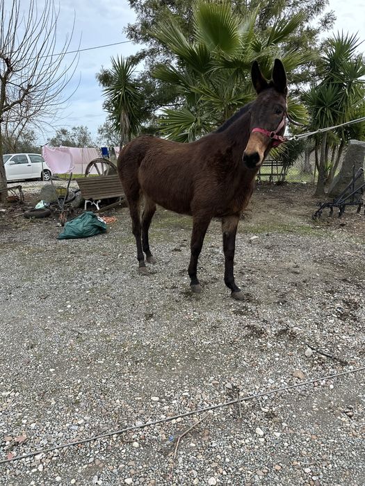 Mula grande com 12 anos