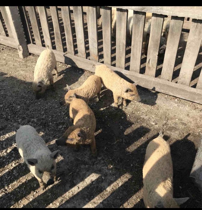 Продам поросят венгерська пухова мангалиця