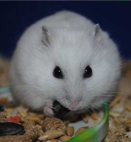 Роскошные джунгарские хомячки, белоснежного окраса, хомячата, хомяки