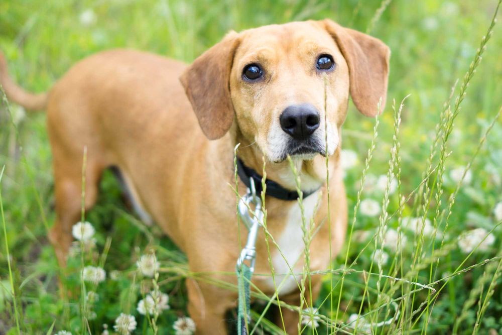 6 letni Frobi szuka domu!