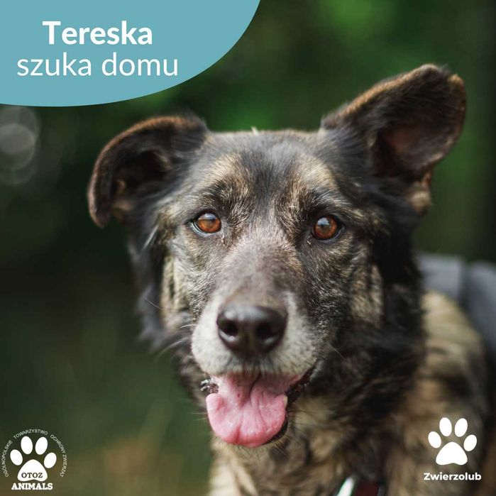 Tereska szuka domu!