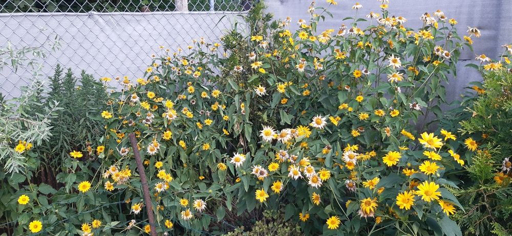 SLONECZNICZKI. Mięta. Konwalie. Rośliny do ogrodu byliny