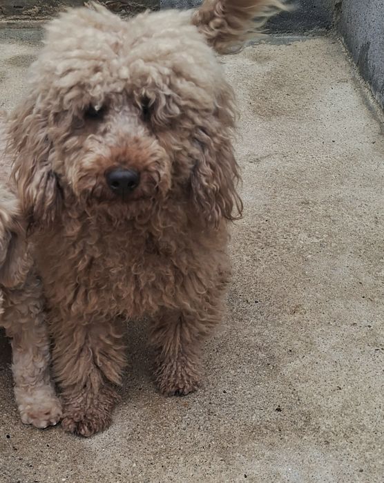 Caniche macho  lindo