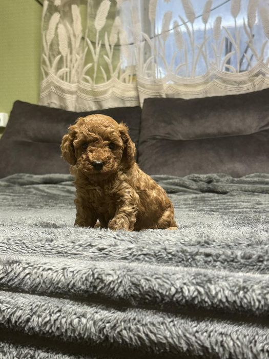 Той пудель тікап ред браун