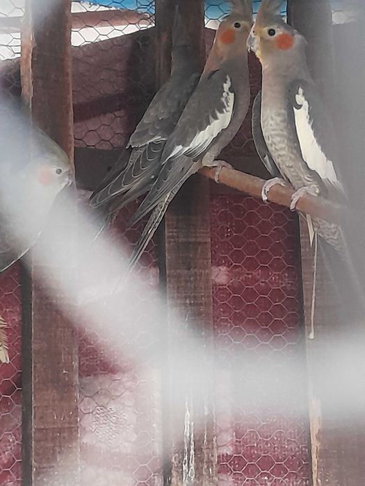 Caturras novas bonitas para venda ou troca