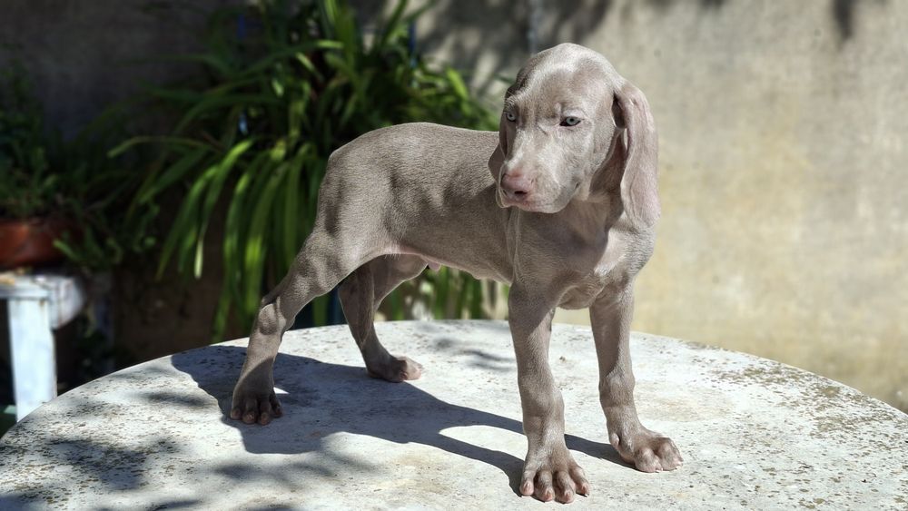 Weimaraner com lop