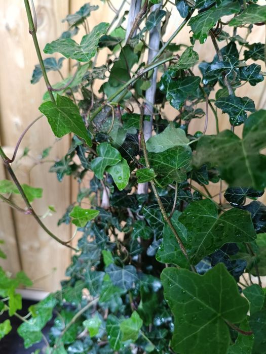 Duży bluszcz Hedera Helix wys.100cm-130cm