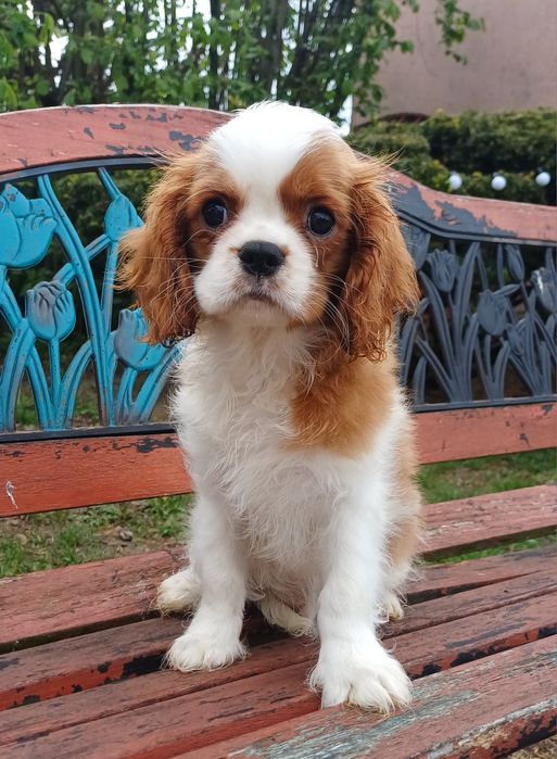 Cavalier King Charles Spaniel