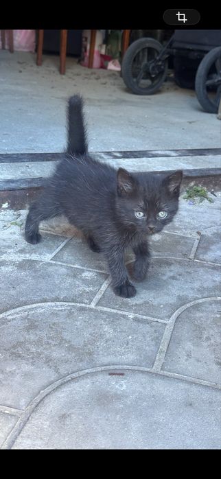 В добрі руки кошенята.