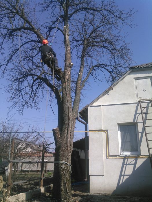 Спил деревьев любой сложности