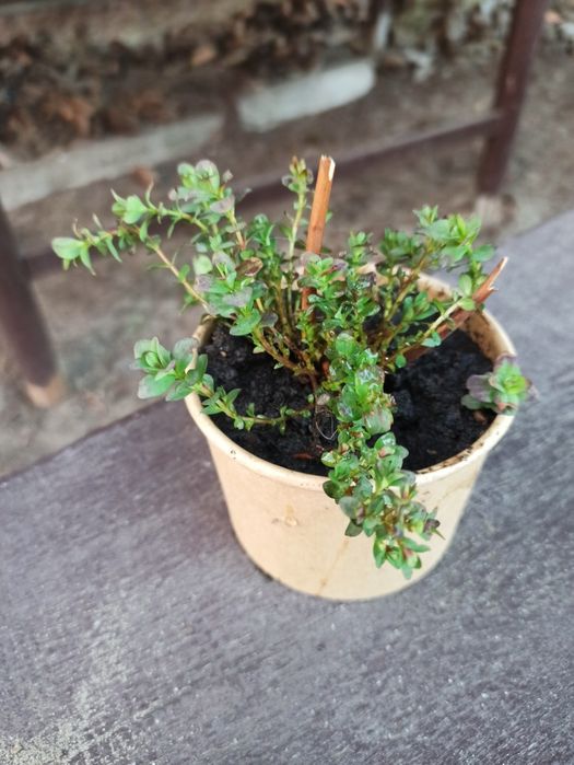 Лаконос ягідний/ Зверобой/ зверобій кущики Лікарські рослини