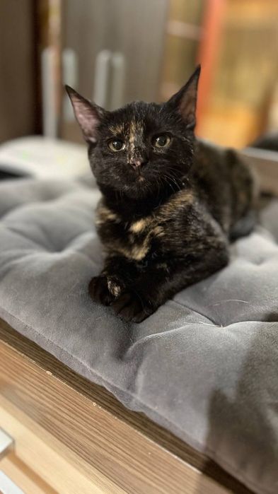 Кошеня дівчинка котеня
