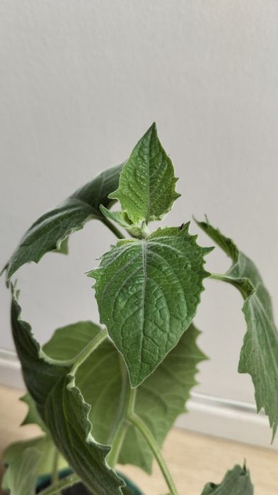 Physalis em vaso
