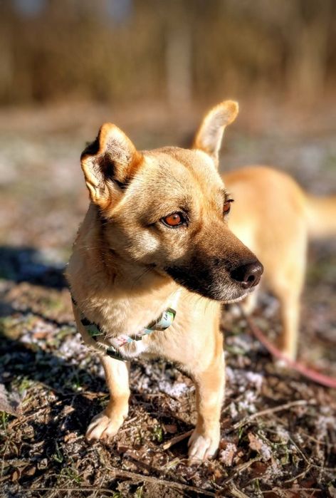 Mala sunia Eska czeka na domek