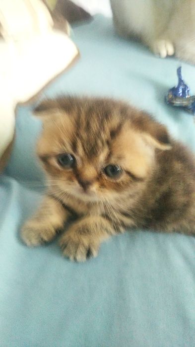 Котик золоте табі