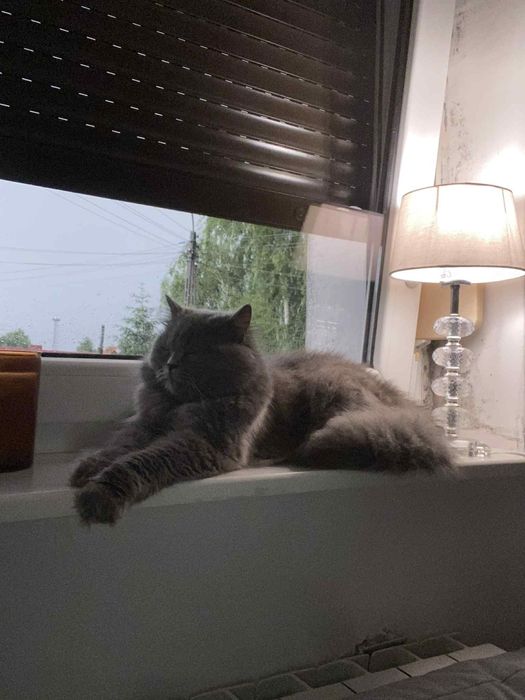 Koty brytyjskie niebieskie