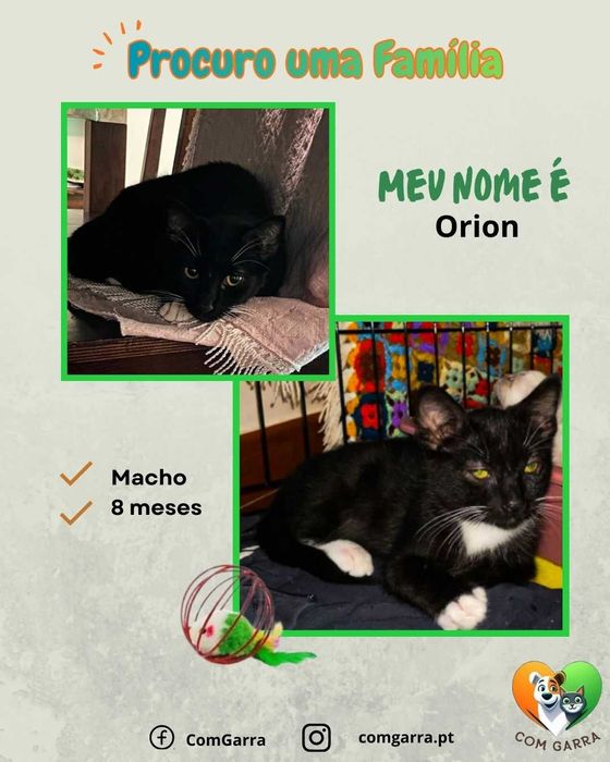 Gatinhos para adoção