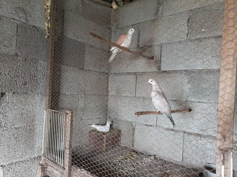 Vendo ou troco rolas de várias cores