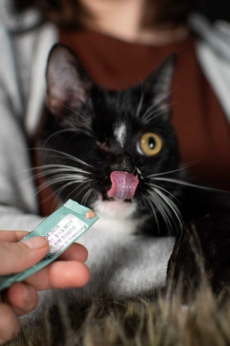 Słodka Mangora bez oczka szuka domku