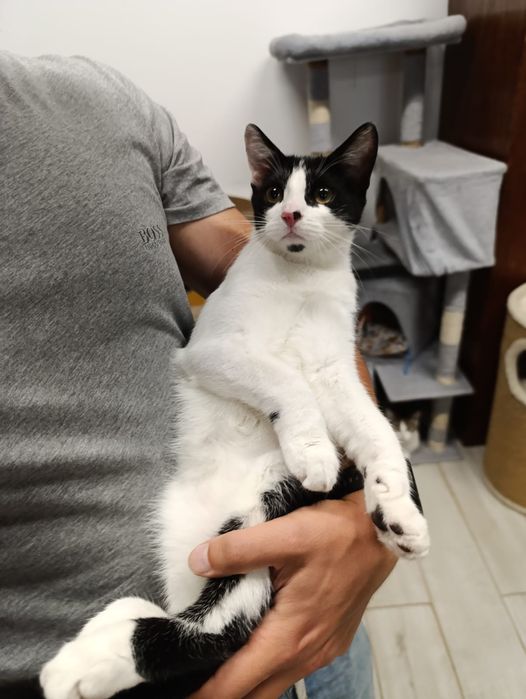 Mysio-Pysio szuka domu adopcja Rybnik