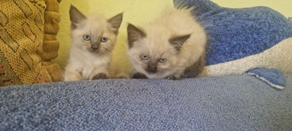 котята мальчишки невской маскарадная
