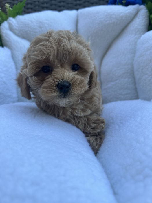 Дівчинка мальтіпу