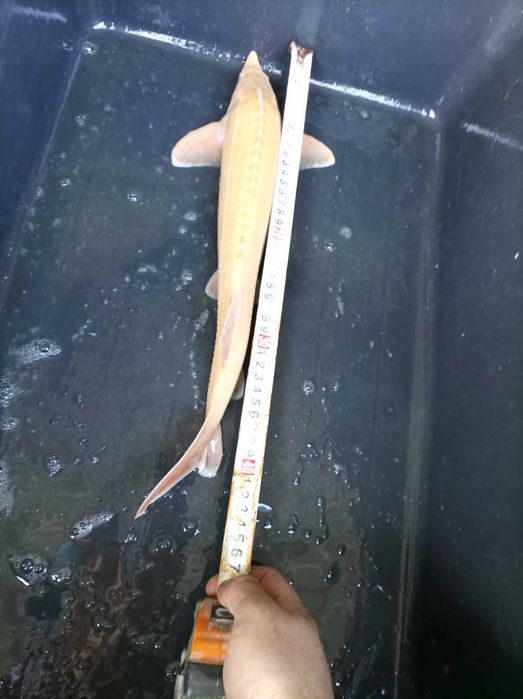 Jesiotr albinos biały 45-48 cm , węgorz lin Amur karp