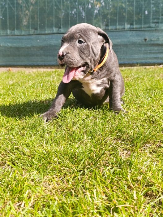 Psiak American Staffordshire Terrier