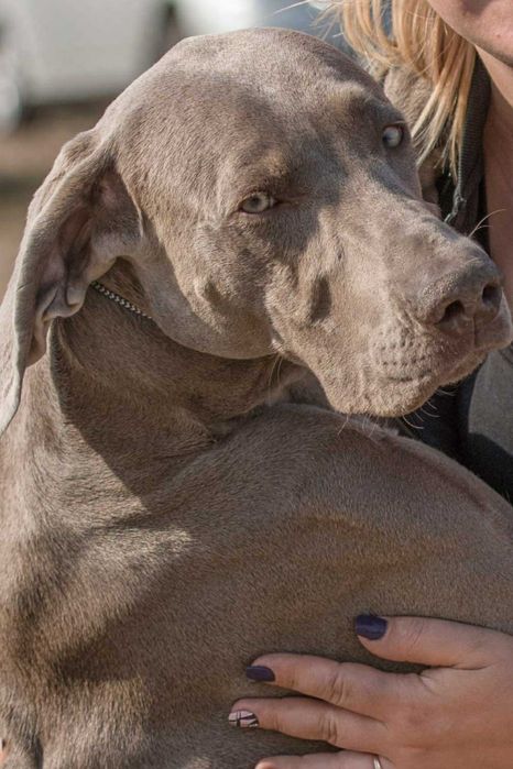 (Вязка )веймаранер