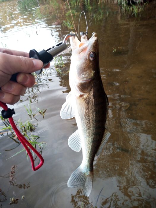 Spinning sandaczówka