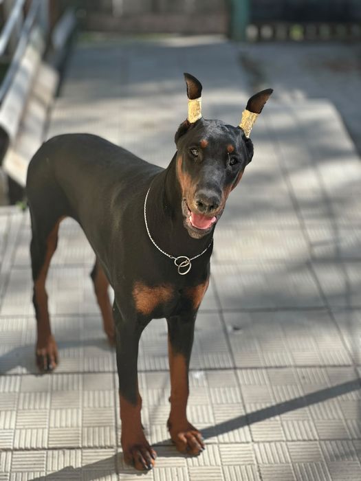 Doberman FCI  samiec