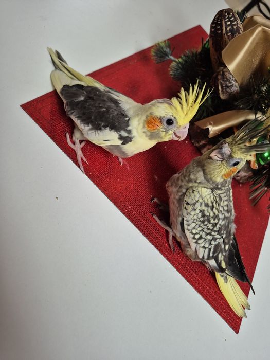 Papuga nimfa oswojona