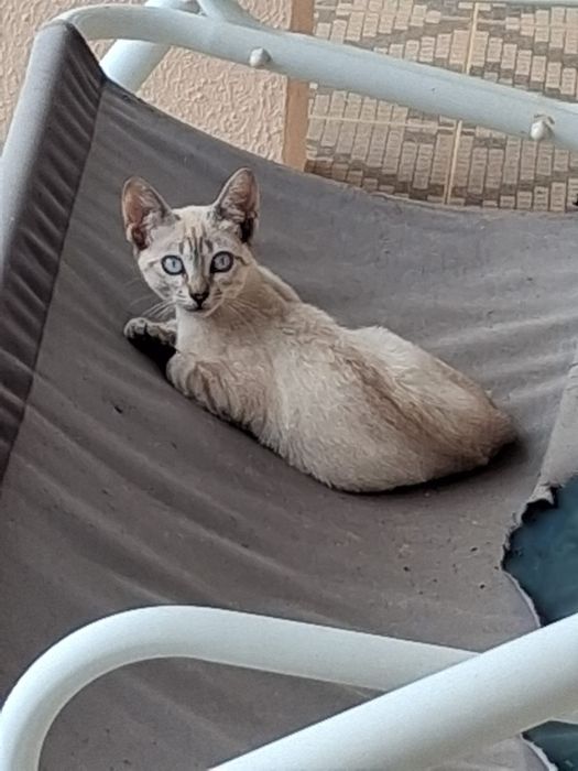 Gatinhos bebés meigos