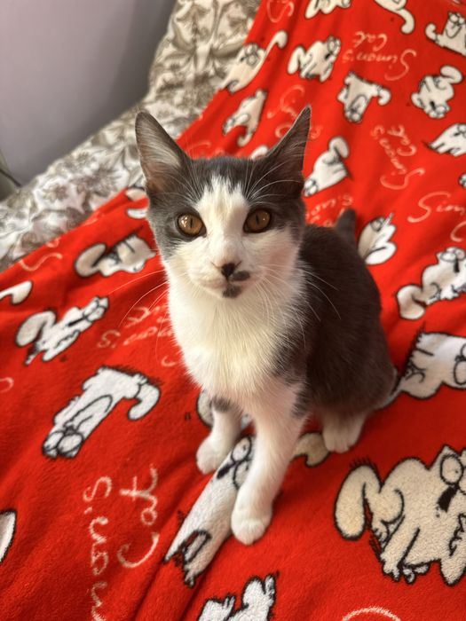Кіт кошеня хлопчик