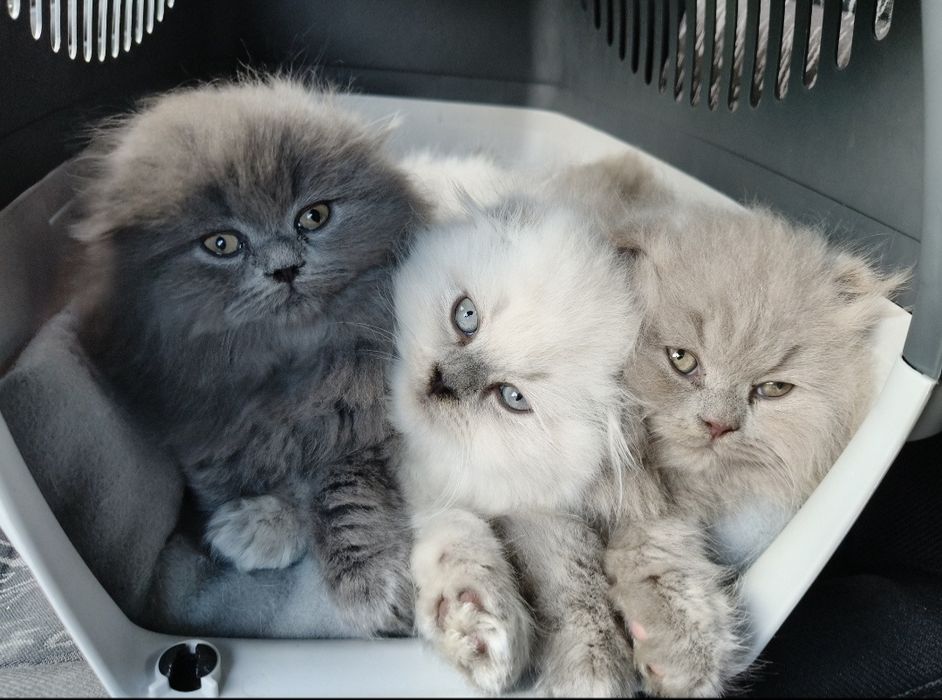 Шотландські котята (Scottish Highland Fold)