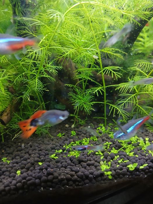 Guppys     Endler