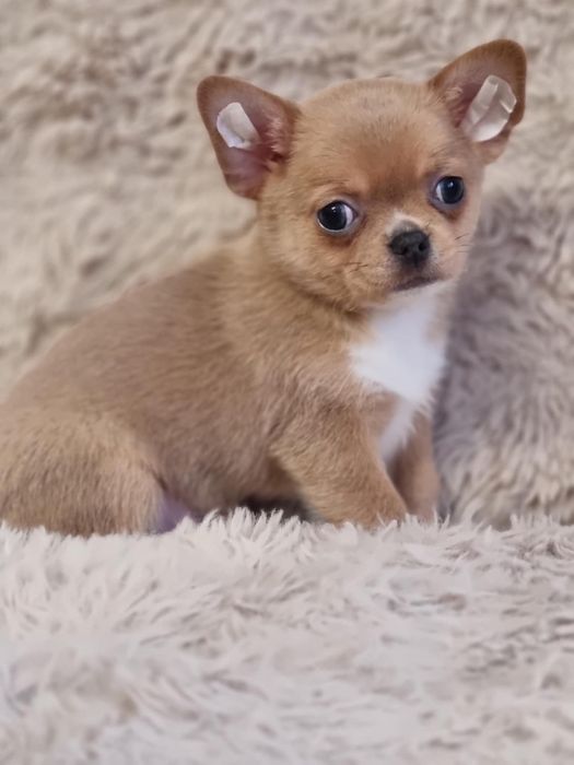 Chihuahua Piesek krótkowłosy FCI