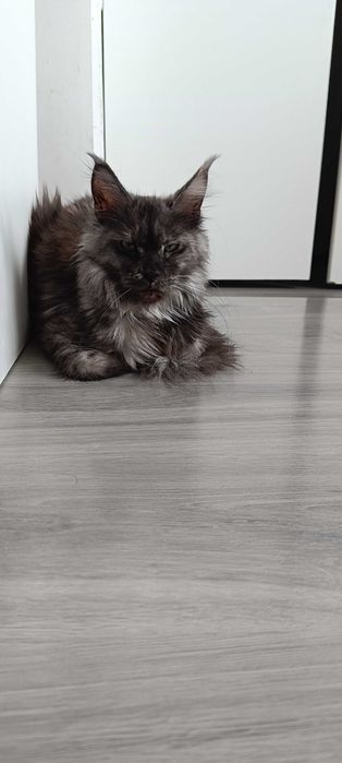Bentley - Piękny kocurek Maine coon/prawdziwa domowa chodowla/